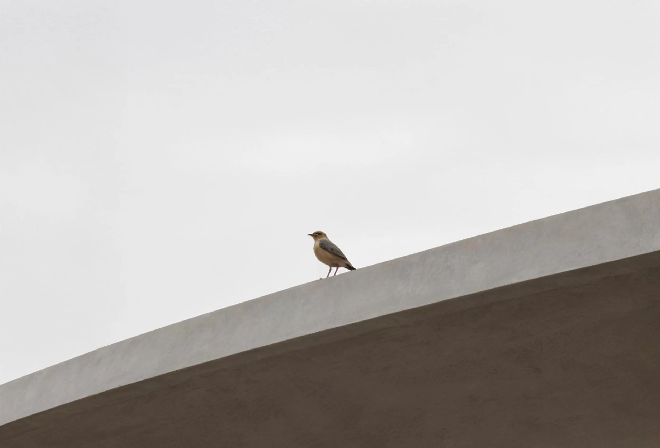 The roof edge with a bird, in mist
