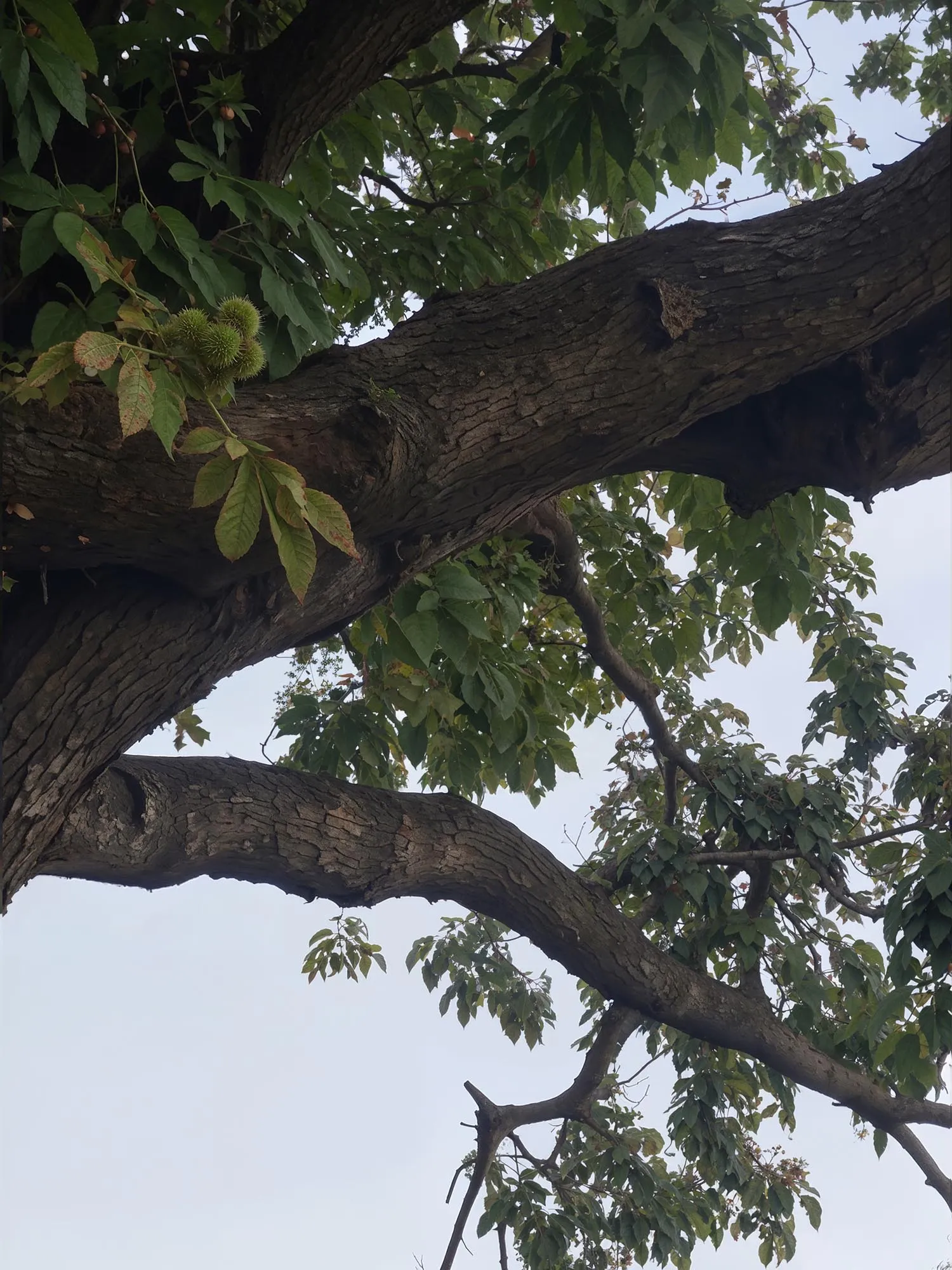 Oak branch against the sky