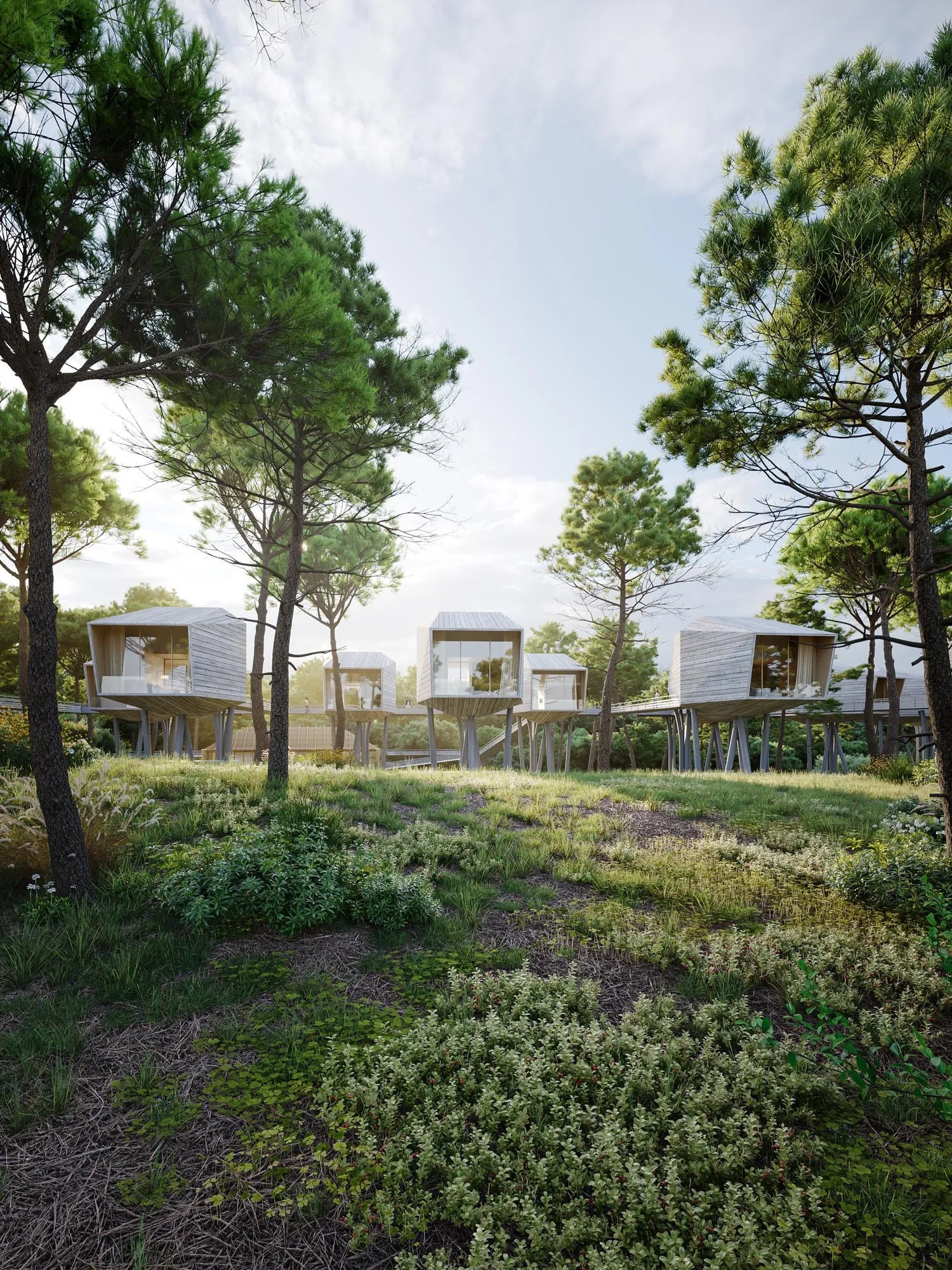 The cabins among the pines, sunlit clearing