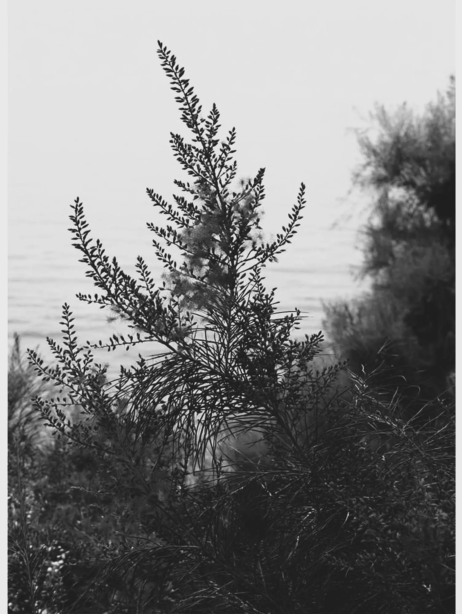 Black and white study of coastal vegetation