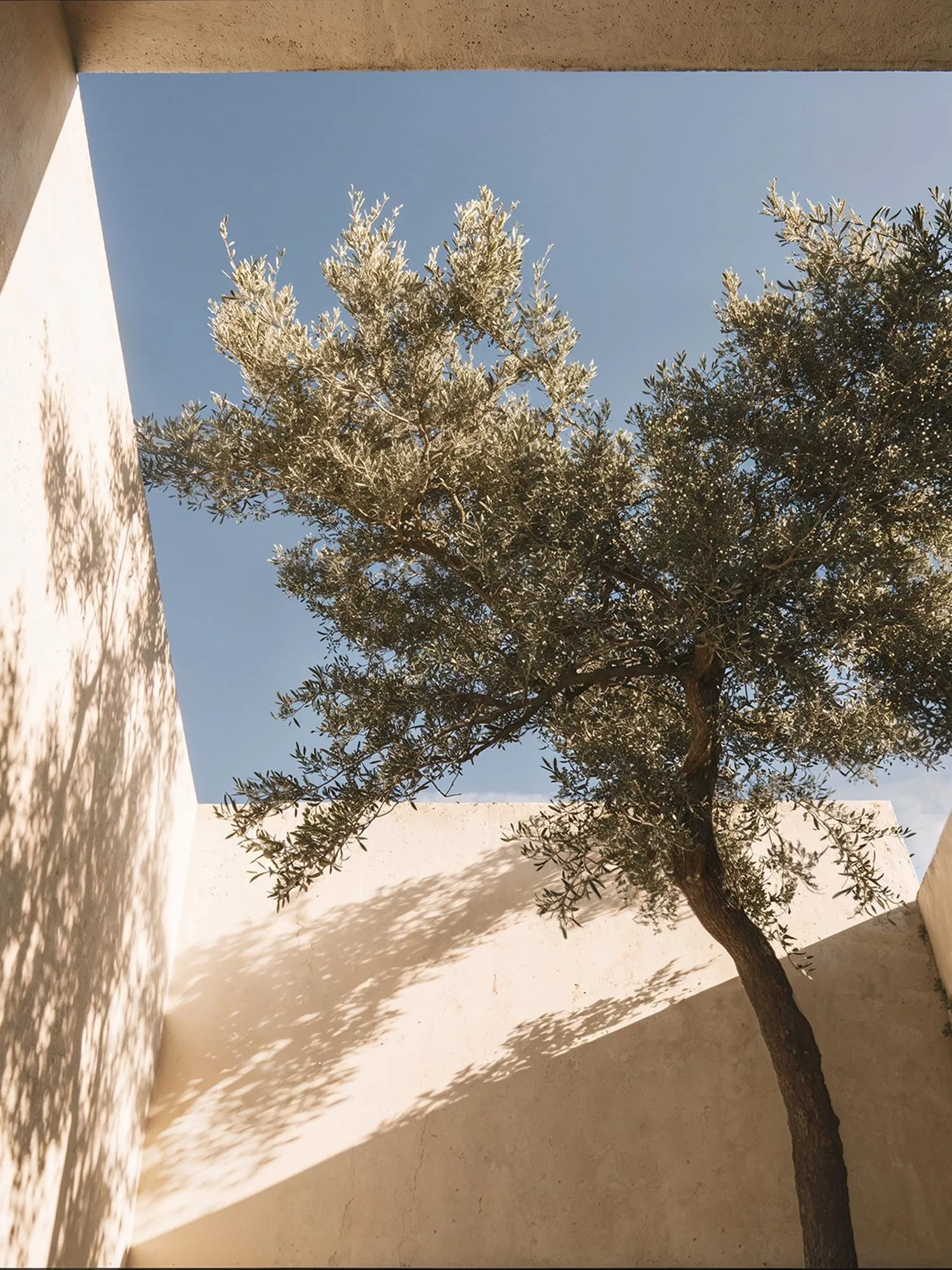 The olive tree against the earthen wall, by the arch