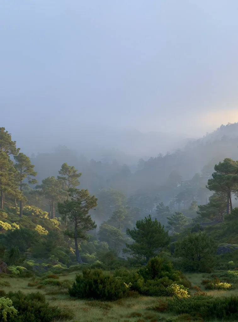 Misty hills after the rain