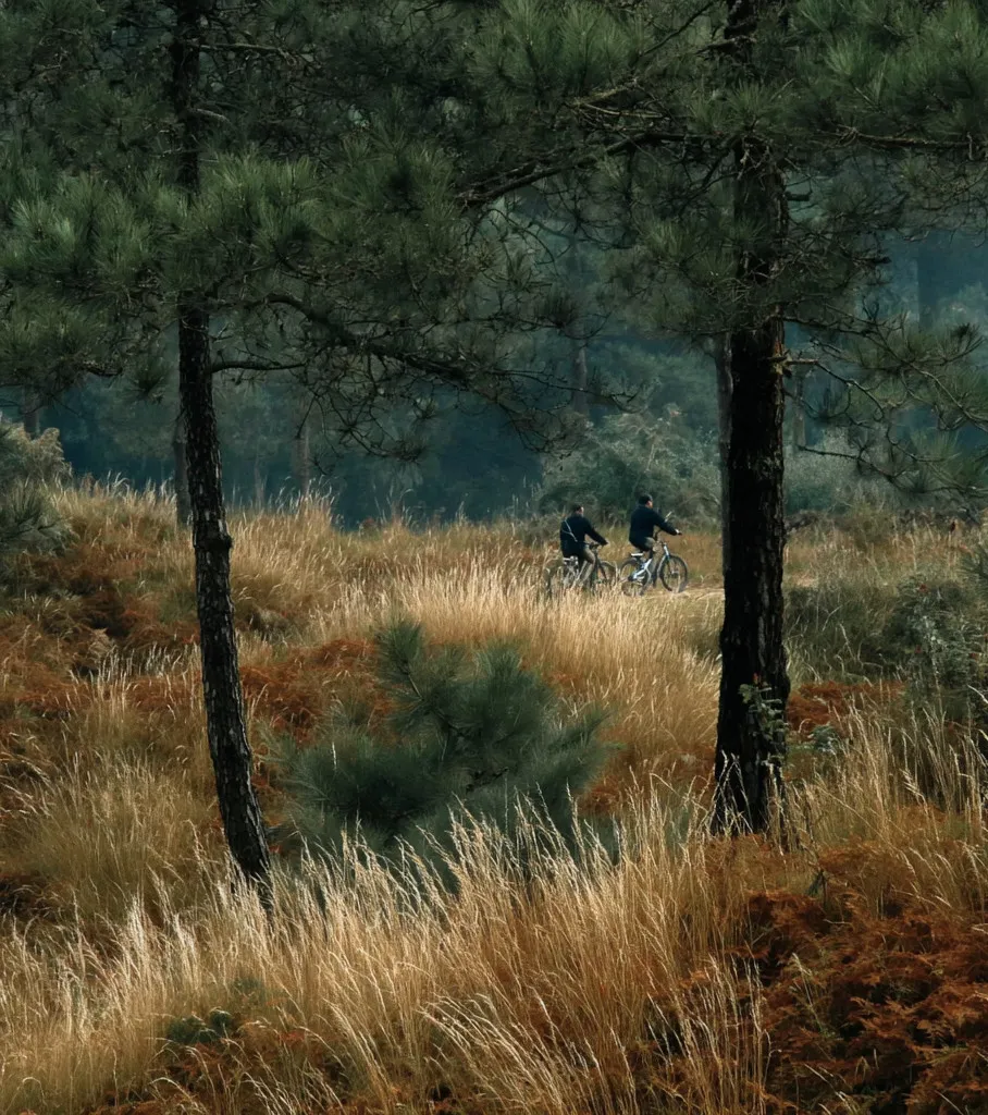 Two cyclists in the tall grass among the pines