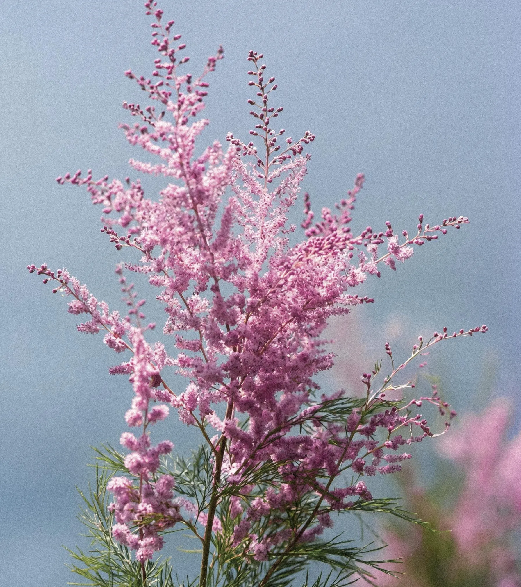 Tamarisk flowers against the sky